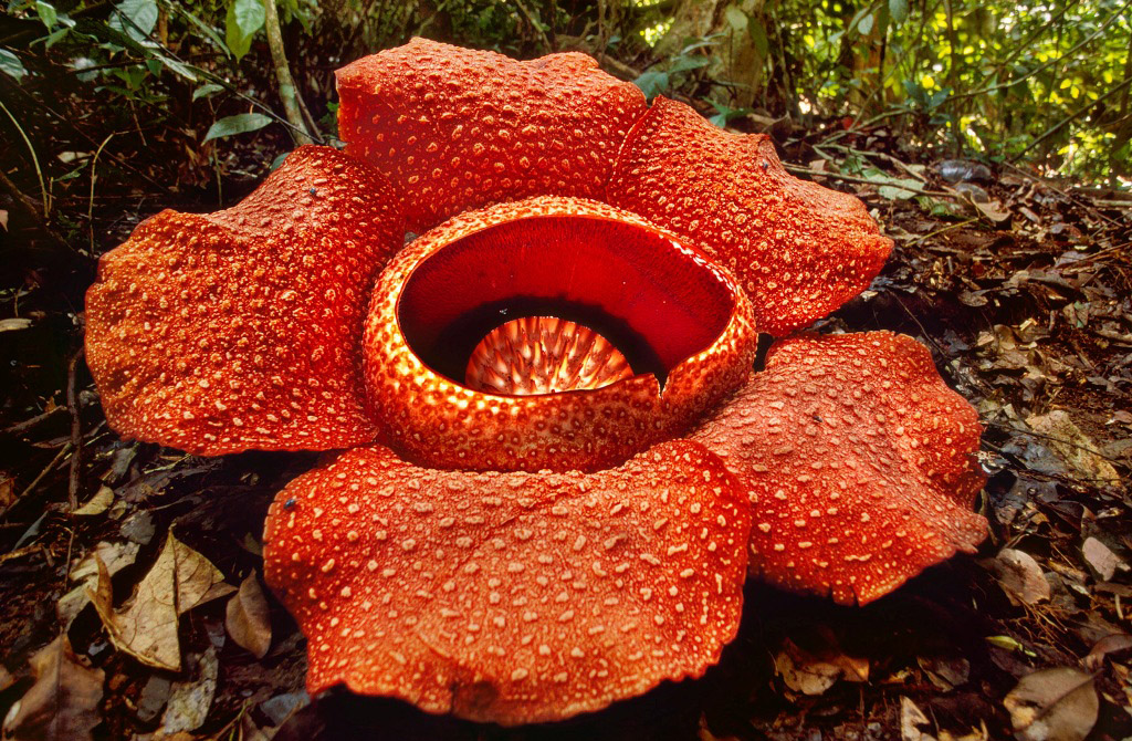 Kinabalu National Park, Malaysia --- Carnivorous rafflesia flowe